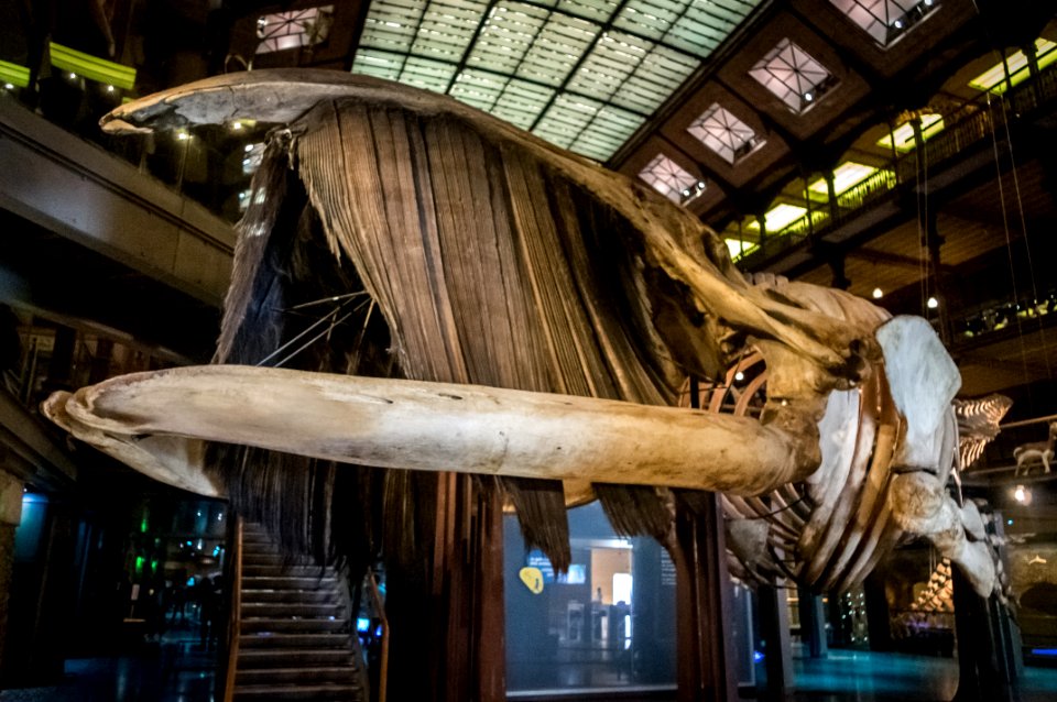 21042019-IMGP4214