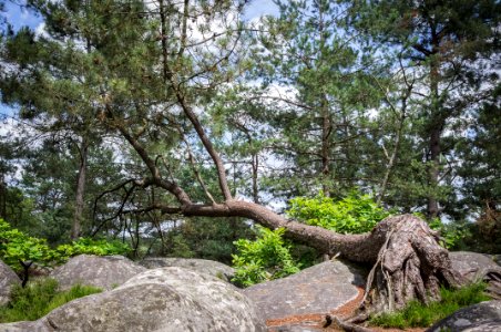 Fontainebleau - 2018/06/16