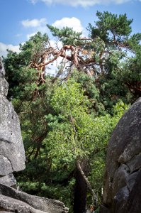Fontainebleau - 2018/06/16