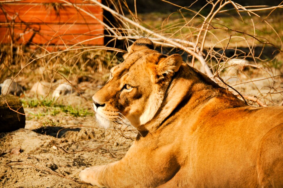 Lioness wildlife zoo