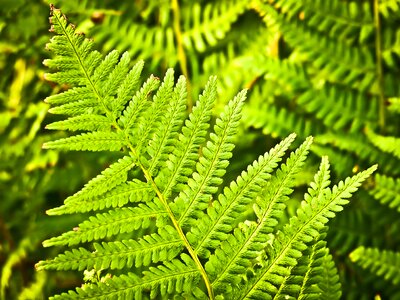 Plant forest leaves
