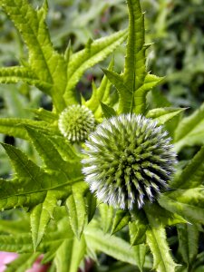 Flower spines prickly