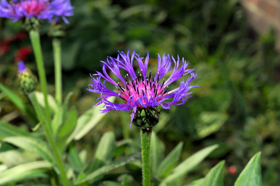 Blue flower summer
