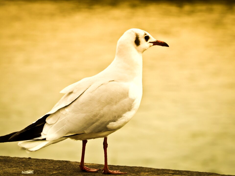 Bird animal close up