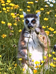 Animals madagascar nature