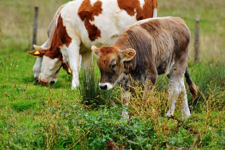 Ruminant dairy cattle pasture