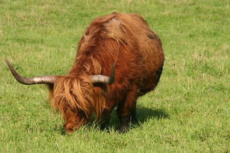Scottish hochlandrind horns pasture
