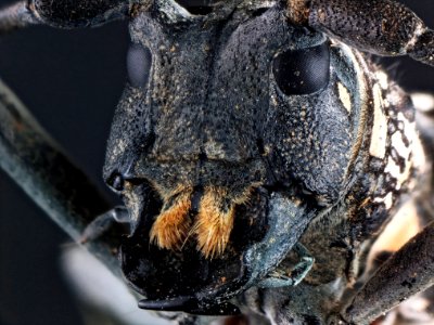 Stellognatha maculata (Olivier, 1795)