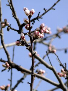 Almonds pink tree photo