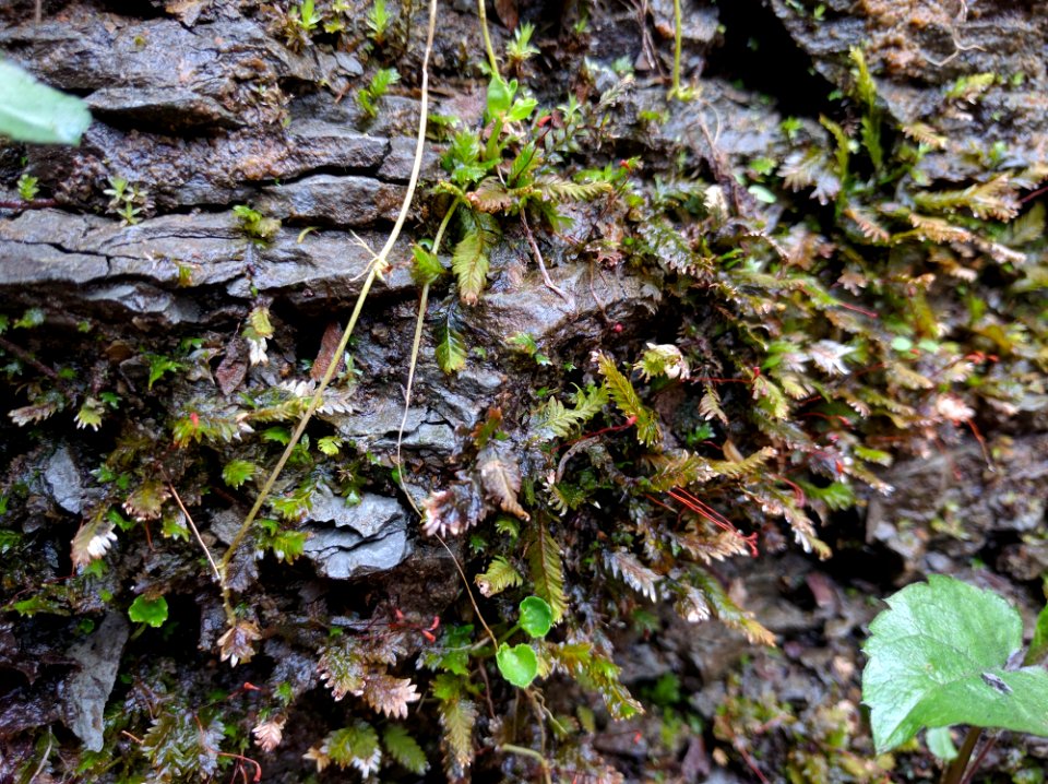 Moist Moss