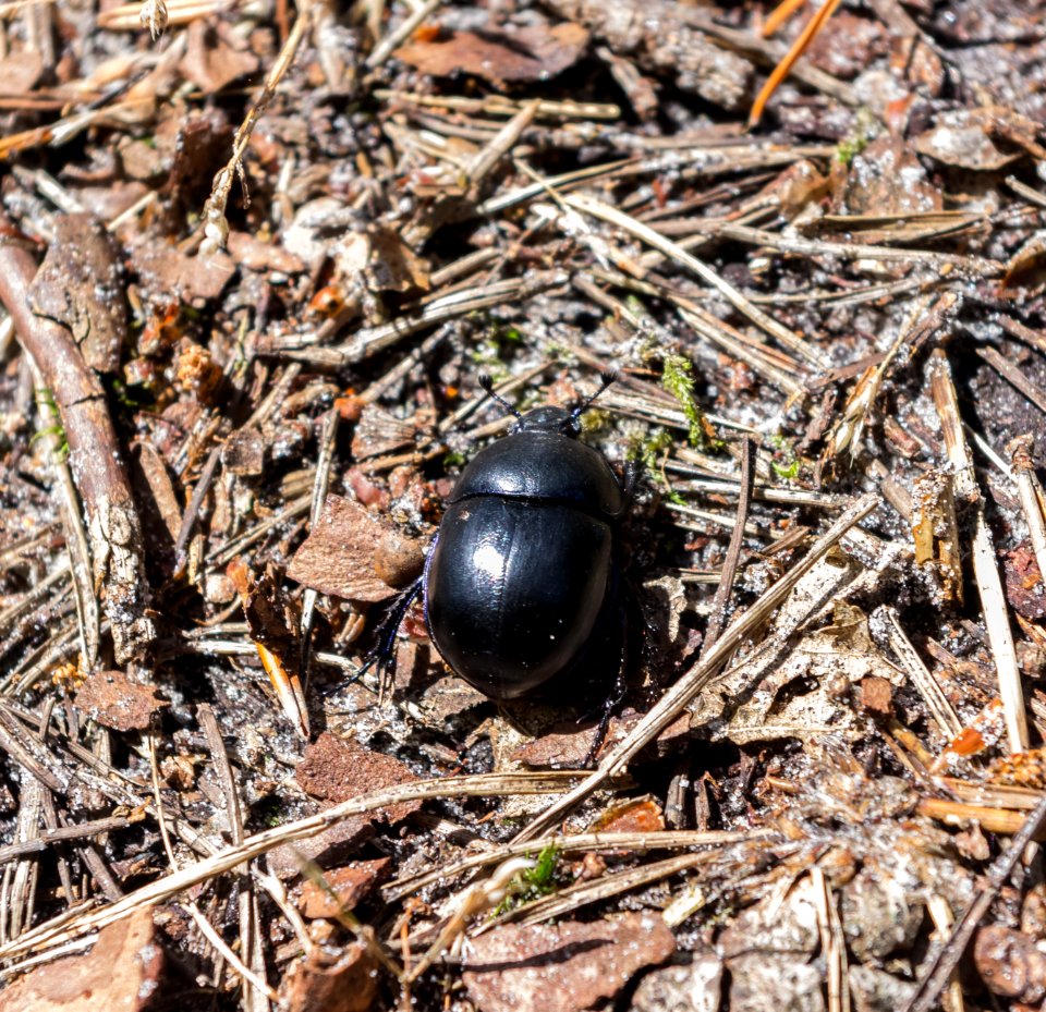 Fontainebleau - 2018/06/16