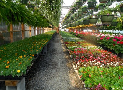 Plant green gardening photo