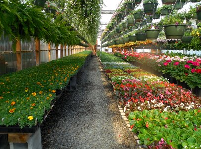 Plant green gardening