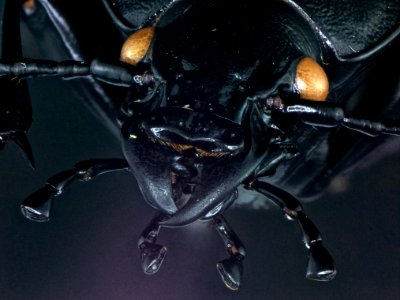 Carabus coriaceus Linnaeus, 1758