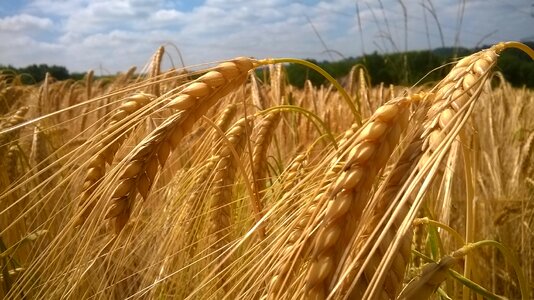 Nature wheat field agriculture photo