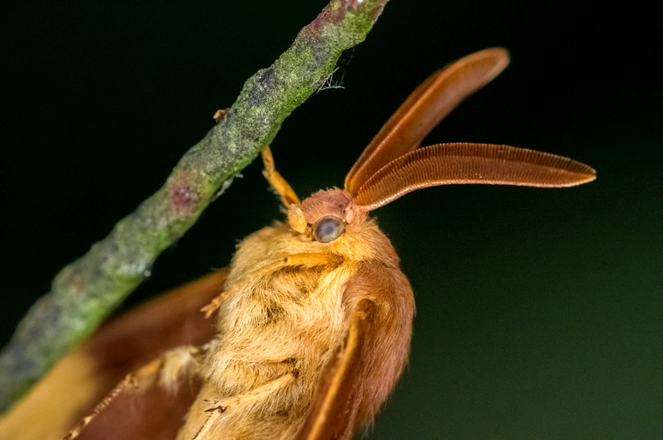 Lasiocampa quercus (Linnaeus, 1758)