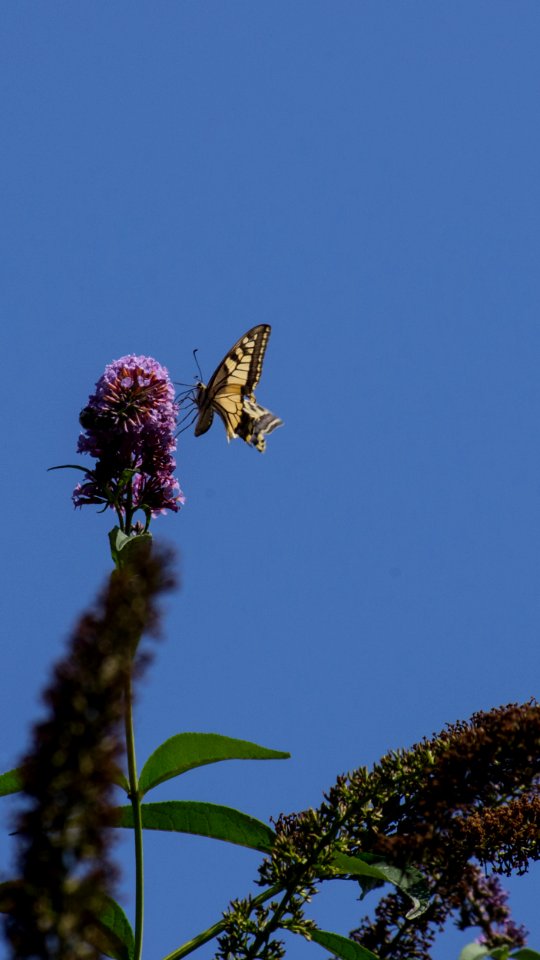 Papilio machaon Linnaeus, 1758