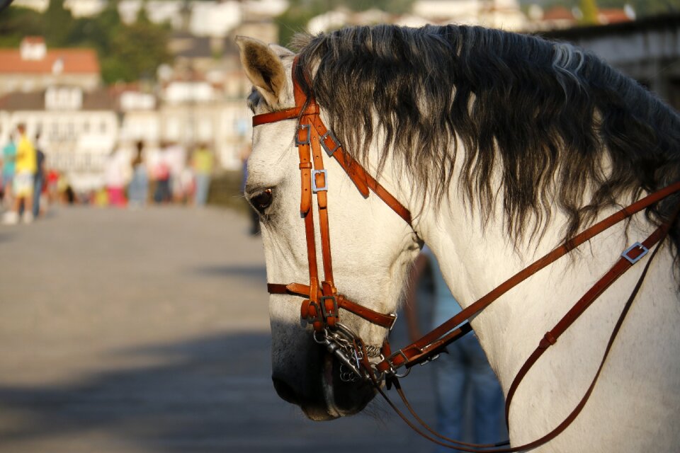 Animal horse head nature