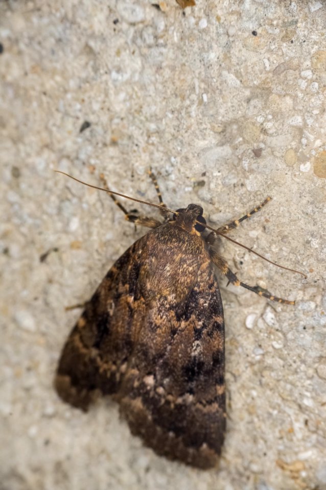 Amphipyra pyramidea (Linnaeus, 1758)