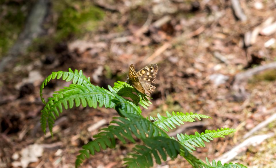 Fontainebleau - 2018/06/16