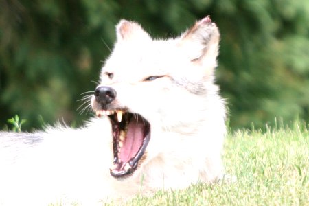 Wolf yawn - closeup