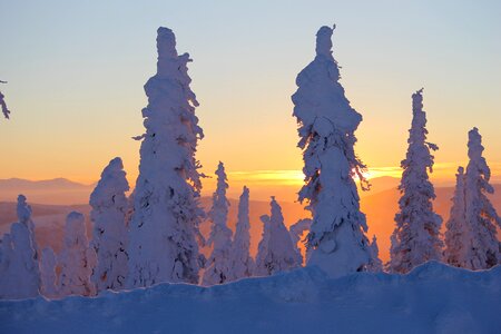 Trees snow covered dalton highway
