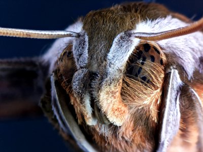 Xylophanes tersa (Linnaeus, 1771)