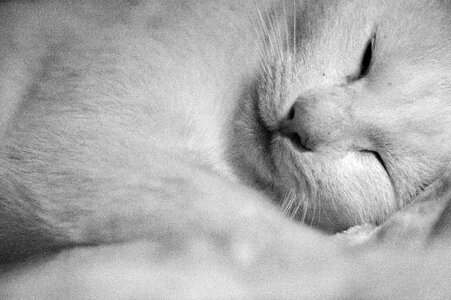 Sleeping open eye sleep photo