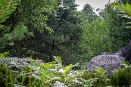 Fontainebleau - 2018/06/16
