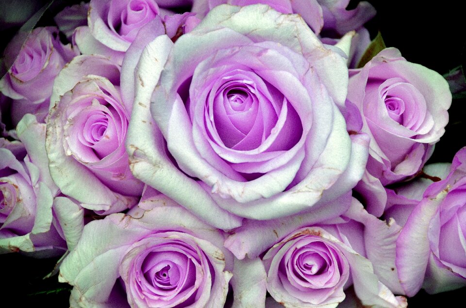 Floral blossom nature