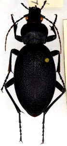 Carabus coriaceus