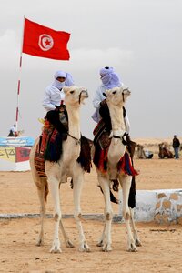 Camel animal bedouin photo