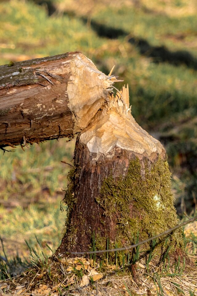 Nager animal beaver tree