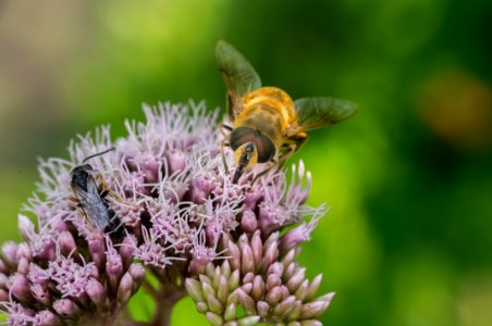 Eristalis tenax (Linnaeus, 1758)