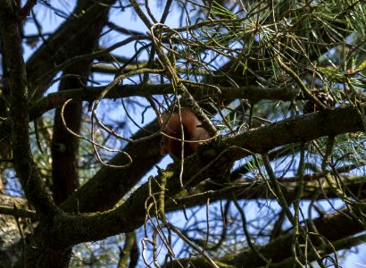 Fontainebleau - 2018/06/16