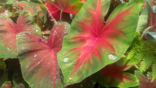 Water drop plant foliage photo