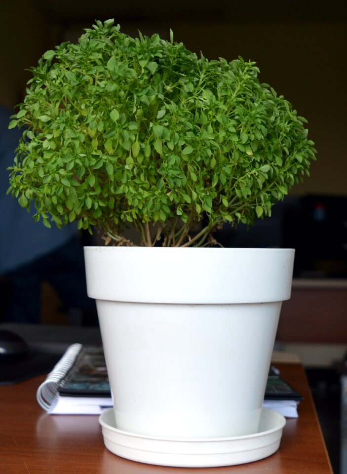 Flowerpot house plant pot