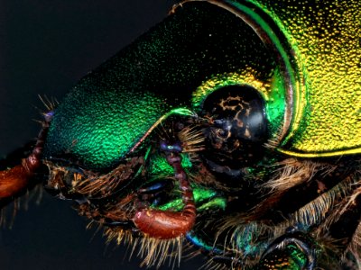 Chrysophora chrysochlora (Latreille, 1811)