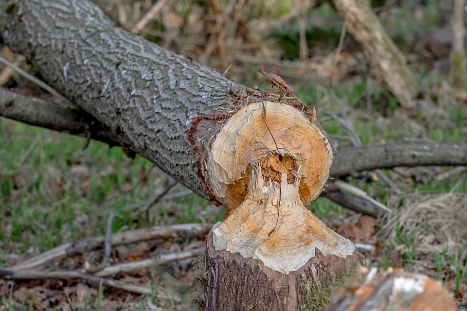Nager animal beaver tree