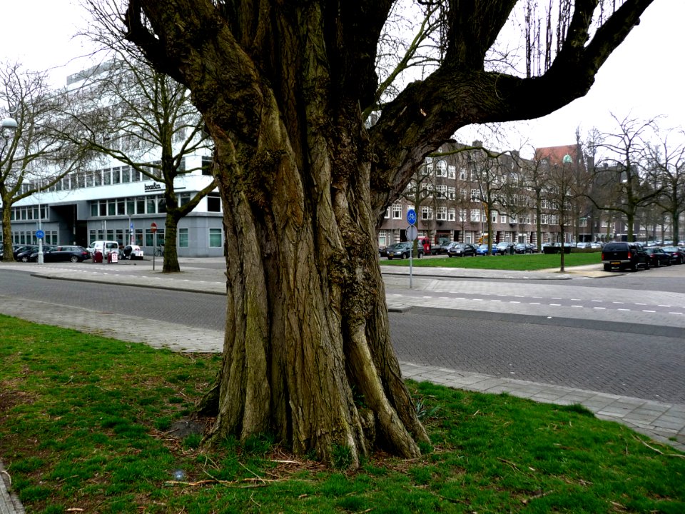 2013.04 - 'View on a large urban poplar tree in early Spring', on the corner of Appollolaan and Minervalaan in district Old-South; city Amsterdam; urban photography, Fons Heijnsbroek