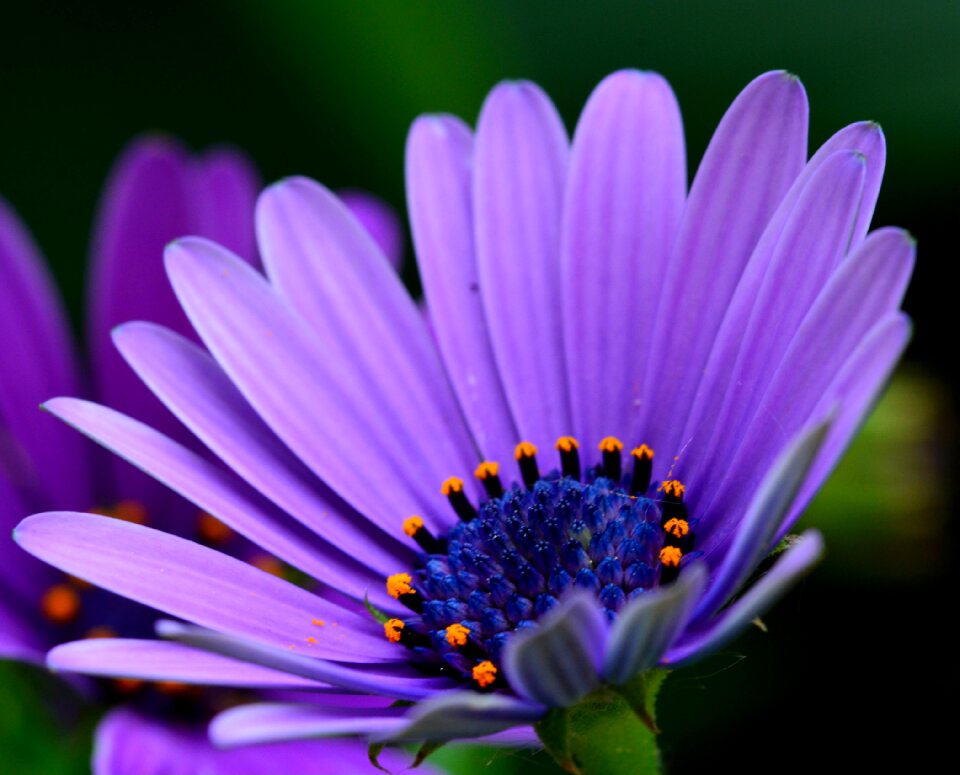 Flower daisy spring
