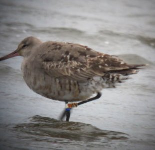 Hudsonian Godwit band 8 Sept 2012 Constance Bay Ontario