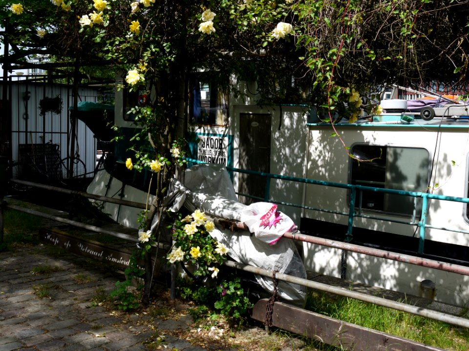 2013.06 - 'Sunlight and shadows on an urban rose garden', near a house-boat in Amsterdam city, urban photography by Fons Heijnsbroek, the Netherlands
