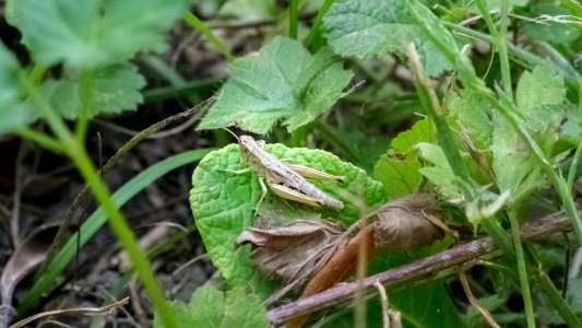 Chorthippus parallelus (Zetterstedt, 1821)