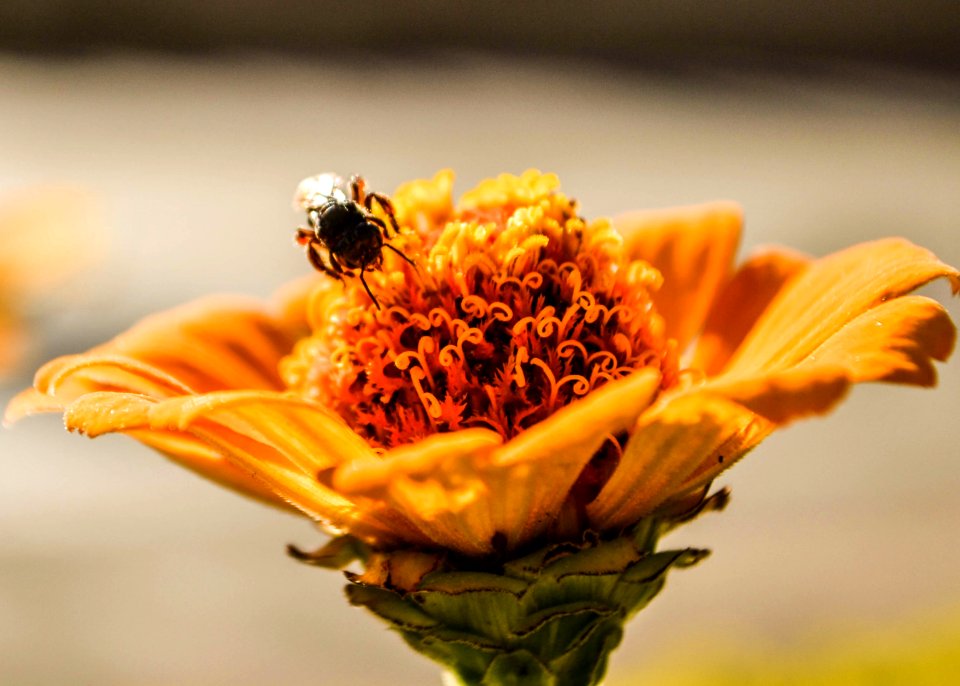 Yellow Flower, Brazil