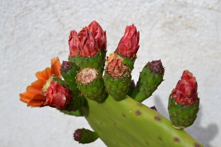 Plant spur nature