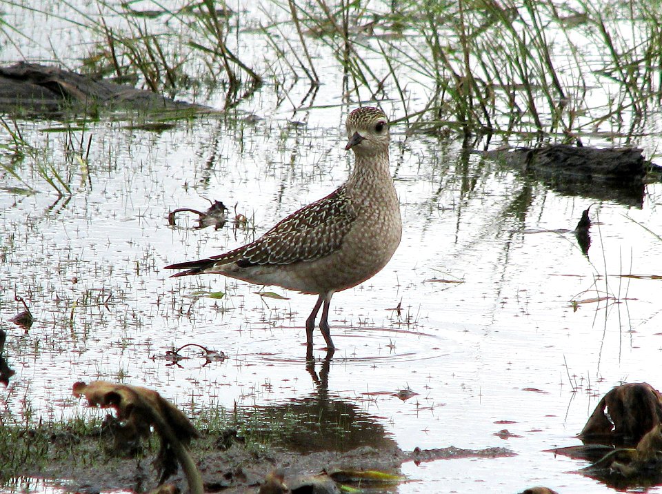 American Golden Plover 15 Sept 2012 Lake Traverse Algonquin Park