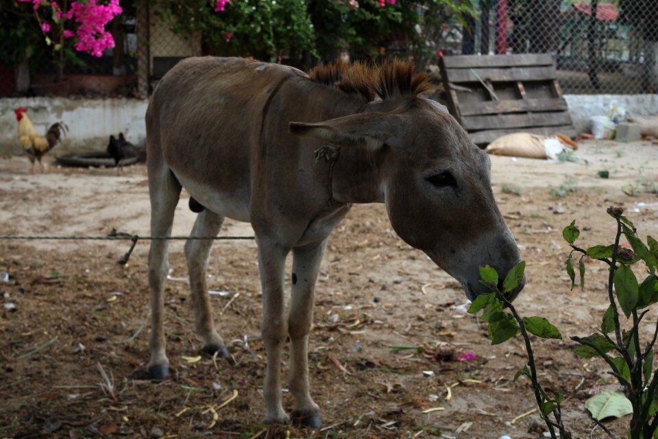Donkey poverty field