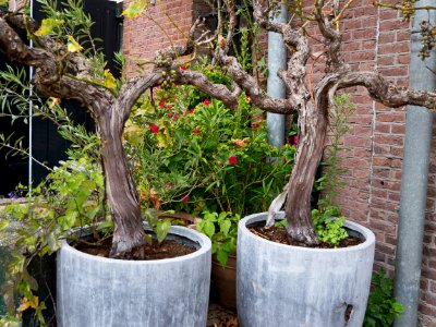 Olive trees in a pot, - urban gardens of Amsterdam, at Entrepotdok