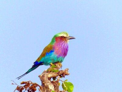 Kenya lilac-breasted colorful